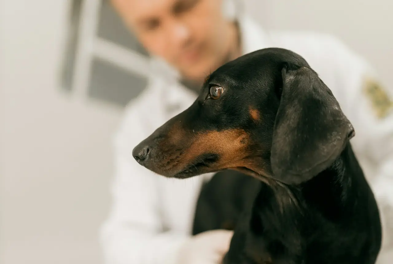 Veterinario atendiendo a un perro